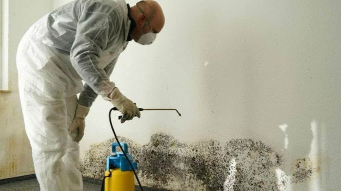 Ilustrasi orang membersihkan Black Mold dengan cairan