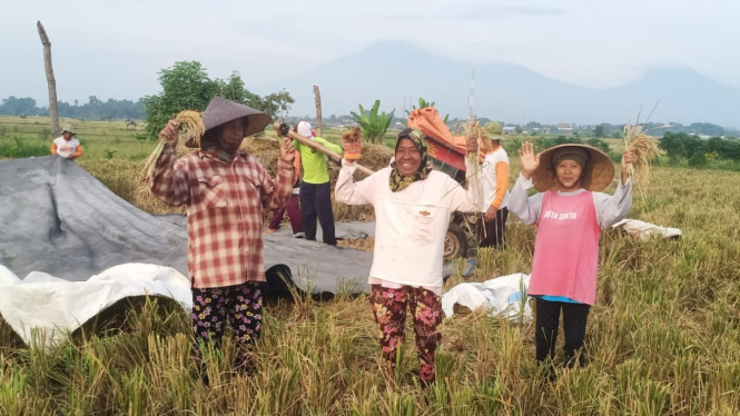 Ngasak Padi, Tradisi Emak-Emak di Tengah Panen Desa Bajulmati