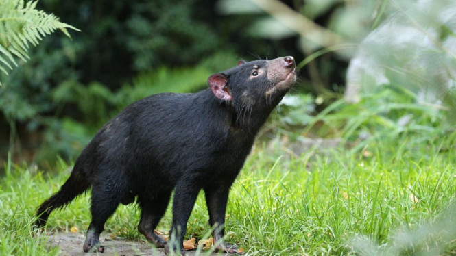 Binturong