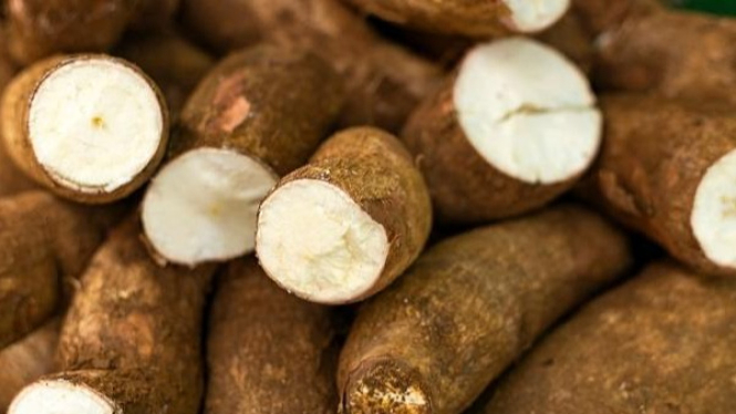 Kualitas singkong penting untuk menghasilkan getuk berkualitas