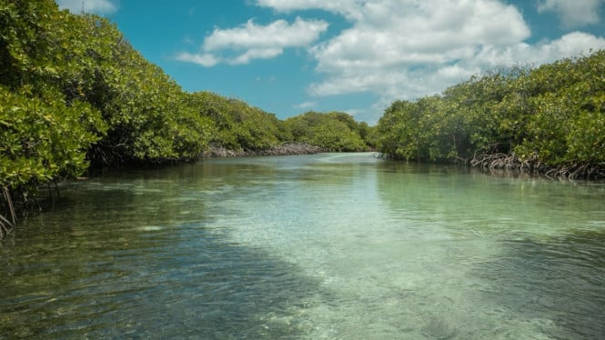 Hutan bakau atau mangrove penting bagi alam dan makhluk hidup