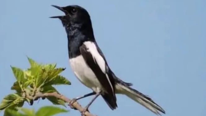 Burung Kacer berkicau tanpa lelah