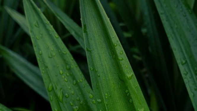 Daun pandan memiliki manfaat bagi kesehatan tubuh