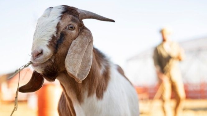 Tentukan Pilihan Kambing Kurban Terbaikmu!