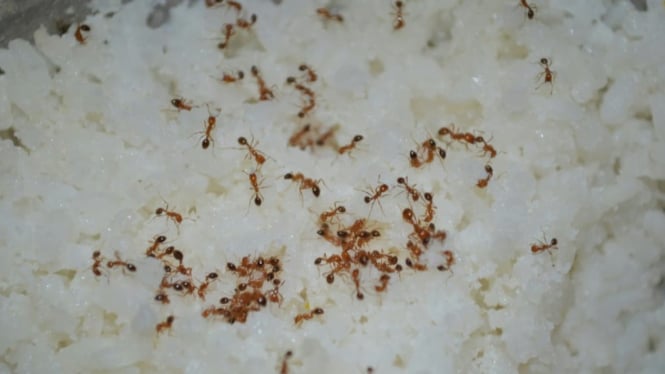 Semut mengerubungi sisa makanan