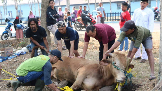 Proses Penyembelihan Sapi untuk Hewan Kurban