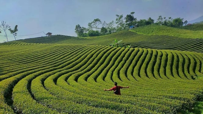 Kebun Teh Cikuya, tempat wisata populer di Rangkasbitung Banten