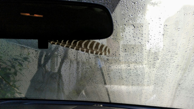 Membersihkan Kaca Mobil Agar Tidak Berjamur