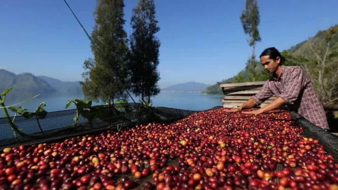 Menjemur Biji Kopi di Dataran Tinggi Gayo