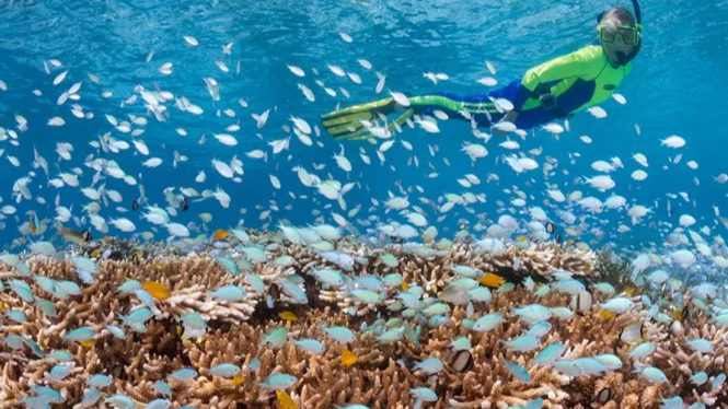 Keindahan Laut Wakatobi Menjadikannya Tempat Snorkeling Favorit