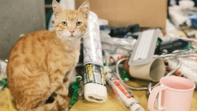 Kucing Orange Sering Dianggap Kucing Yang Nakal