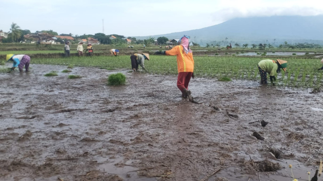 Petani Bajulmati Tanam Padi, Harapkan Harga Gabah Layak