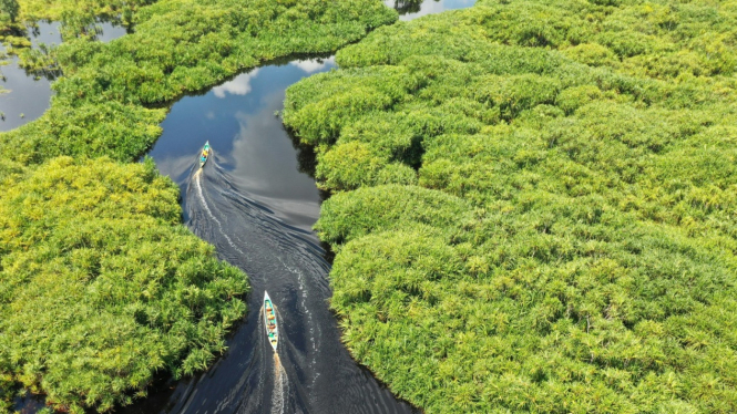 Sungai Hitam Pekat Menjadi Pemandangan di Hutan Sebangau