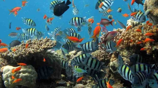 Pesona Wisata Sulawesi Utara