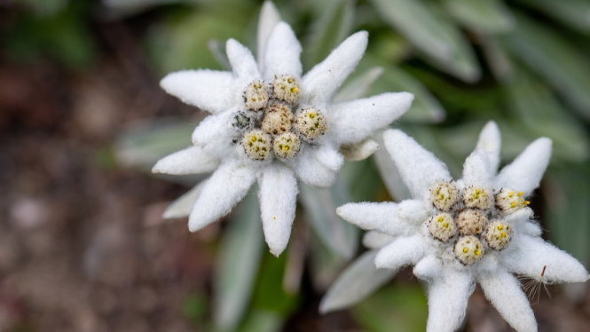Bunga Edelweiss Salah Satu Flora di Kawasan TNBTS