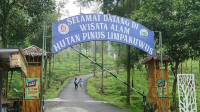 Wisata Alam Hutan Pinus Limpakuwus di Lereng Gunung Slamet
