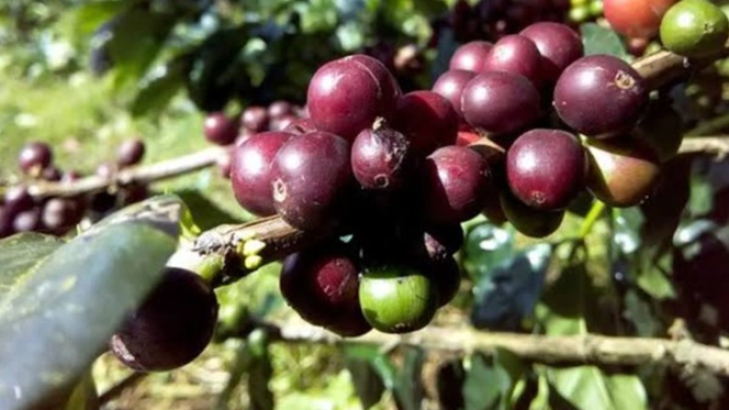 Kopi Gunung Malang Purbalingga Berpotensi Dikembangkan