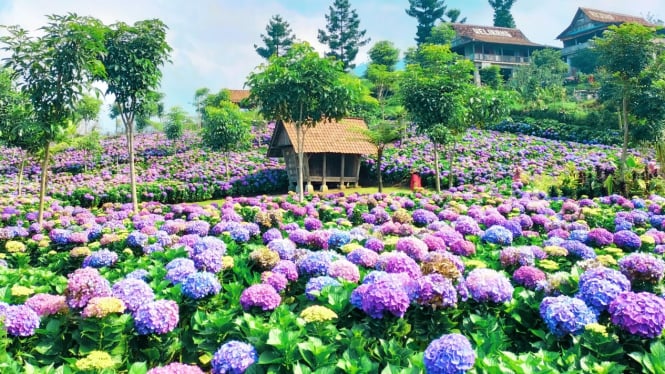 Hamparan Bunga Hortensia Wisata Dusun Kuliner Kota Batu