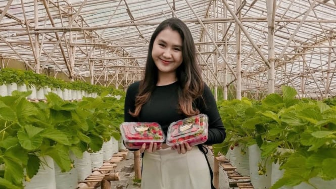 Petik stroberi sepuasnya di Puncak Pass Farm