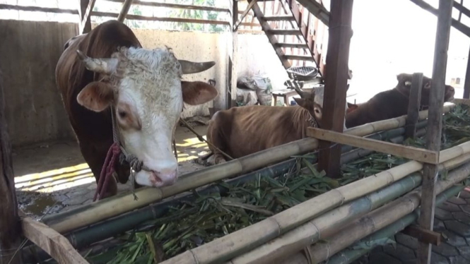 Permintaan Sapi Kurban dari Jember Melonjak Hingga 25 Persen