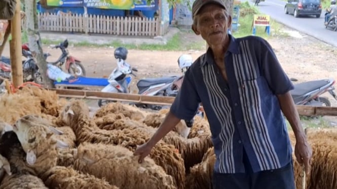 Harga Kambing Kurban di Jember Anjlok, Pedagang mengeluh