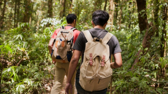 Menjelajah hutan, temukan kedamaian dan petualangan di setiap langkah.