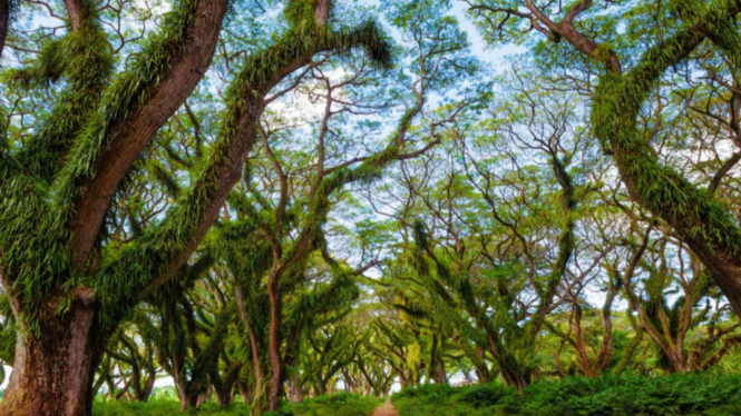 De Djawatan, hutan trembesi magis di Banyuwan