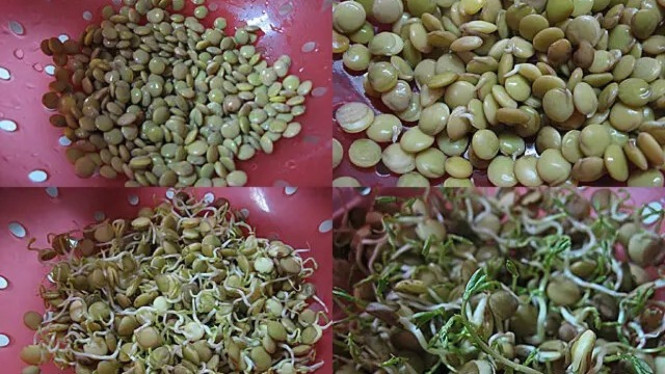 Tips budidaya toge dari kacang sisa