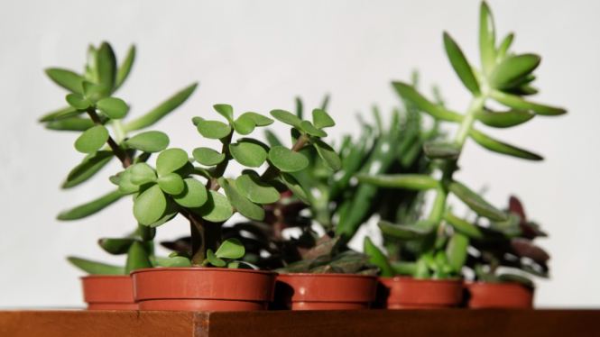Ilustrasi tanaman hias Jade plant