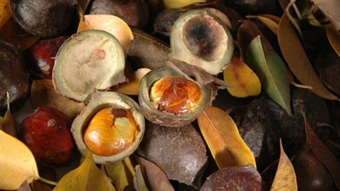 Manfaat jengkol yang jarang diketahui