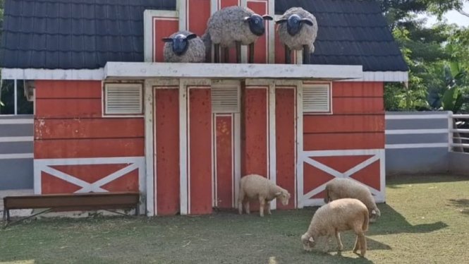 Wisata Shaun The Sheep di Jember, Domba Mirip Kartun Favorit
