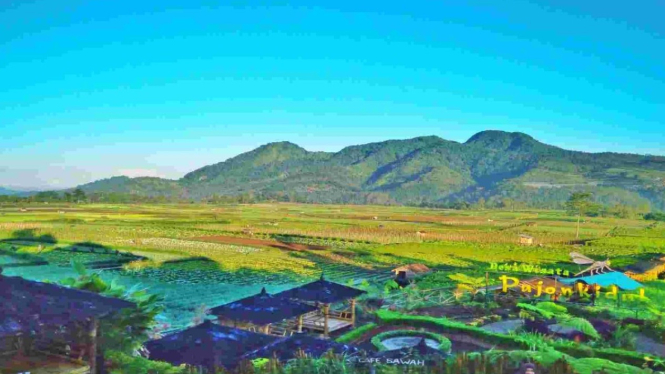 Wisata ke Sawah bisa menyegarkan tubuh