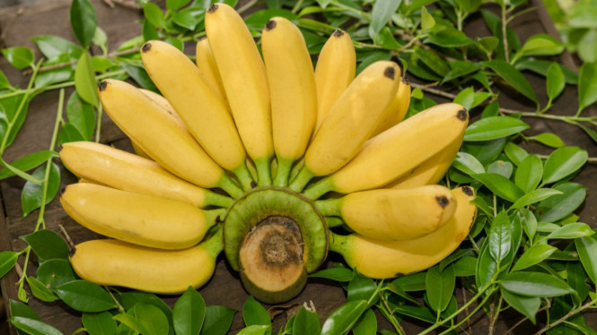 Ilustrasi cara mematangkan pisang tanpa karbit