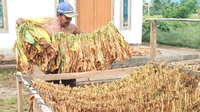 Petani Sidowangi Panen Tembakau khawatir Cuaca Mendung