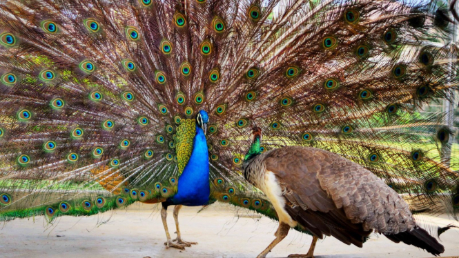Fakta unik dari burung merak yang jarang diketahui