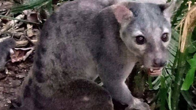 Musang Sulawesi (BBKSD Sulsel)