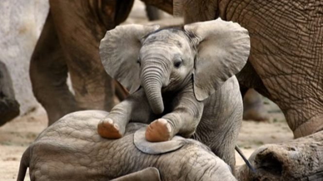 8 Fakta Lucu dan Unik tentang Bayi Gajah yang Jarang Diketahui