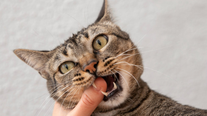 Mimpi digigit kucing bisa jadi bukan hanya sekadar bunga tidur