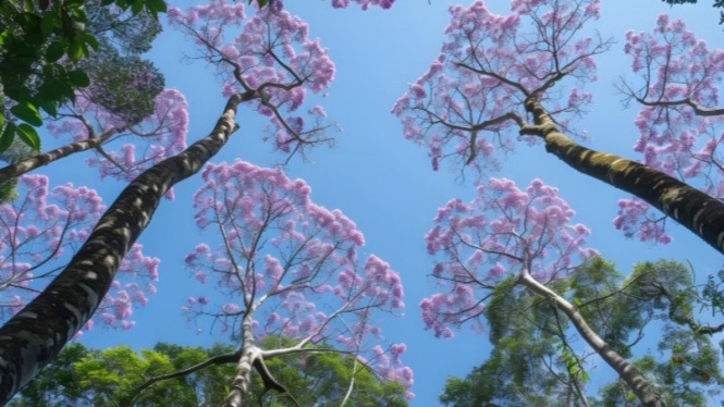 Pohon Tabebuya tanaman peneduh percantik rumah