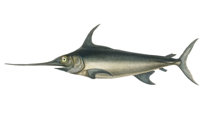 black marlin