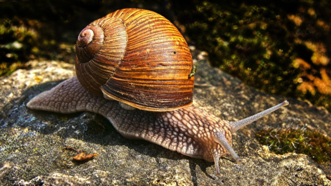 Siput raksasa afrika, Image by Wolfgang
