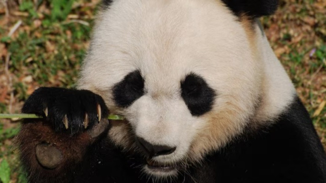 ilustrasi panda di taman nasional china