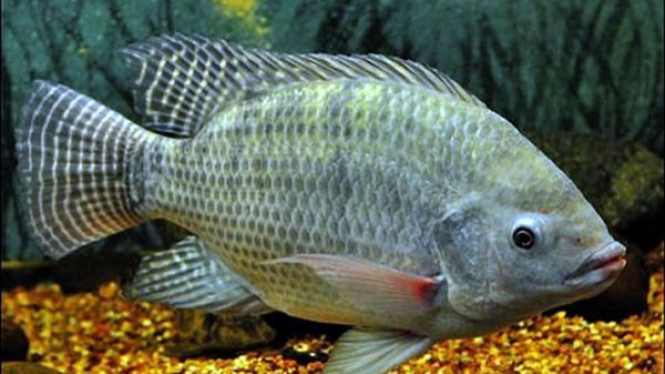 Rahasia tersembunyi dari ikan mujair