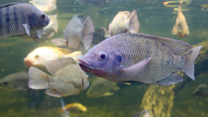 Tips budidaya lengkap ikan untuk pemula