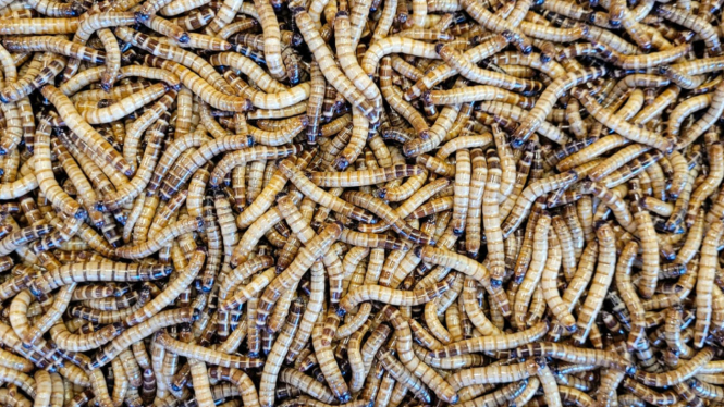 Maggot dari hasil budidaya.