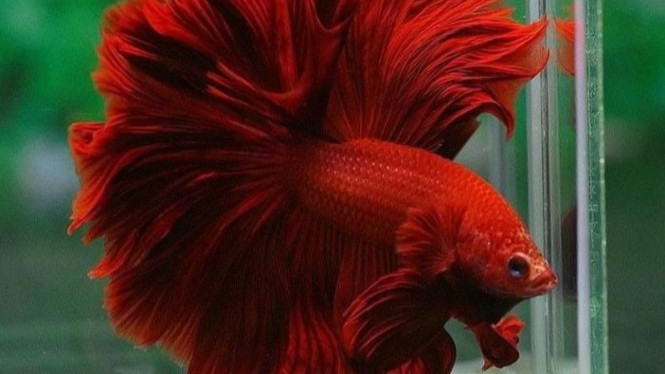 Ikan cupang yang mempesona