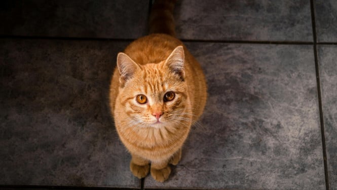 Kucing Kelir Oranye