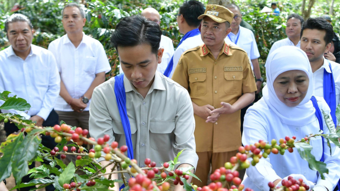 Wapres Gibran Panen Raya Kopi Ijen