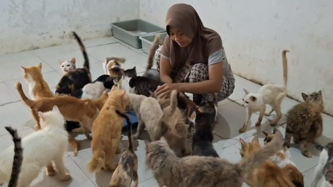 Demi Ratusan Kucing Terlantar, Emak di Jember Rela Diceraikan