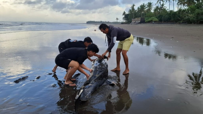 Bangkai Lumba-lumba ditemukan di Pantai Perancak